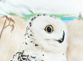 Snowy Owl