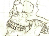 Skull Study